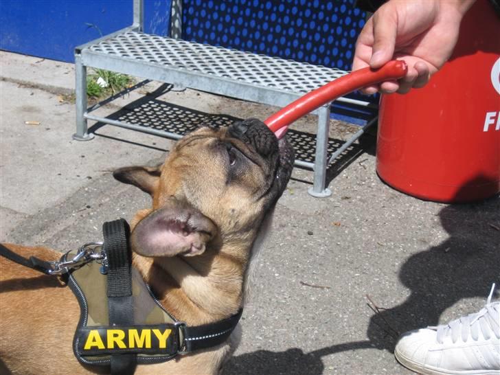 Fransk bulldog Prins John billede 11