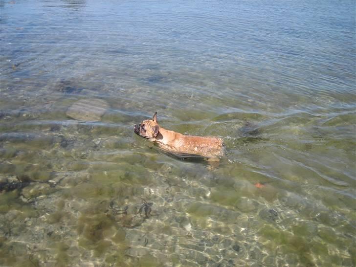 Fransk bulldog Prins John billede 12