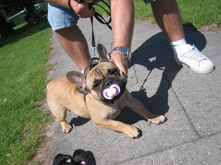 Fransk bulldog Prins John - Når hans vilje ikke sker, Han råber på moar , det skarn, Sutter finger som et barn <3 billede 13