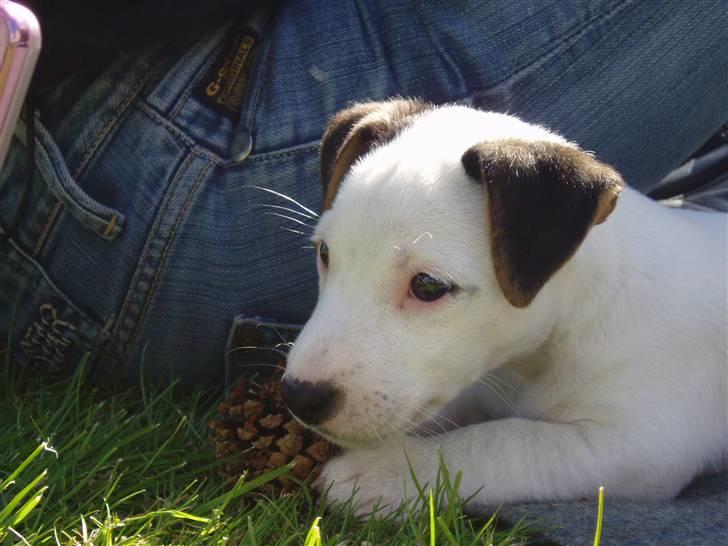 Jack russell terrier Lulu - lille Lulu billede 1