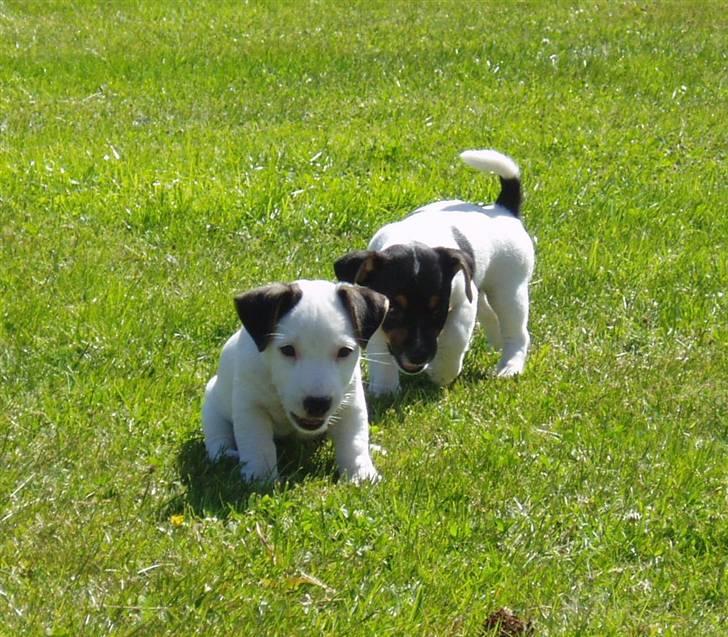Jack russell terrier Lulu - Lulu og søster Molly billede 2