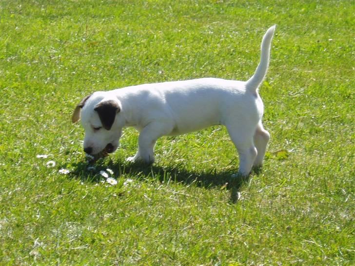 Jack russell terrier Lulu billede 3