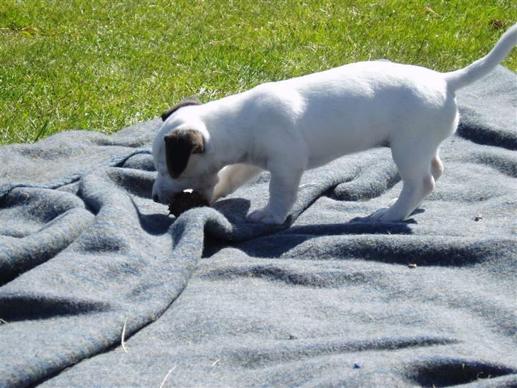 Jack russell terrier Lulu billede 4