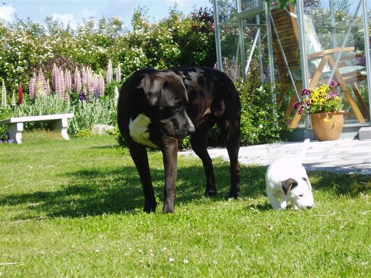 Jack russell terrier Lulu - Lulu og bella billede 5