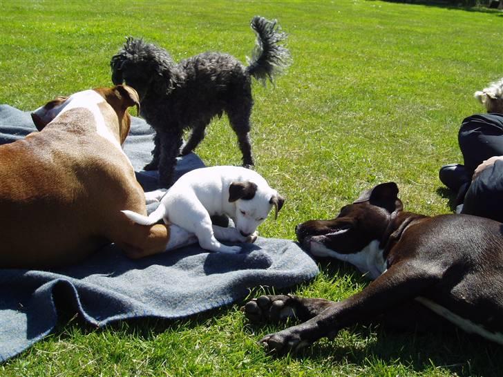 Jack russell terrier Lulu - igang med at "spise" hannibal :)  billede 6