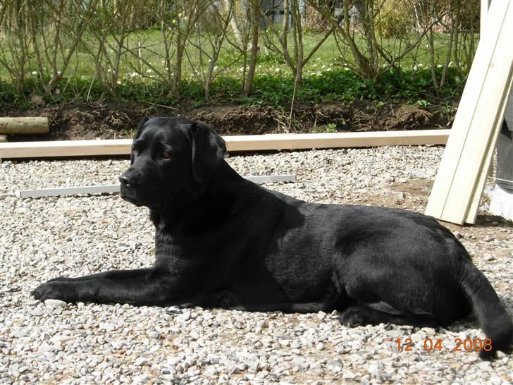 Blanding af racer Kiki billede 1