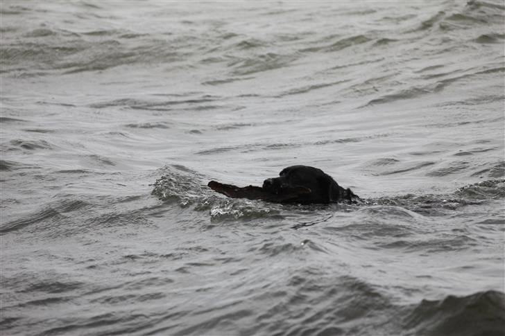 Blanding af racer Kiki billede 2