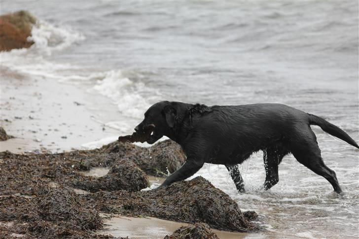 Blanding af racer Kiki billede 3