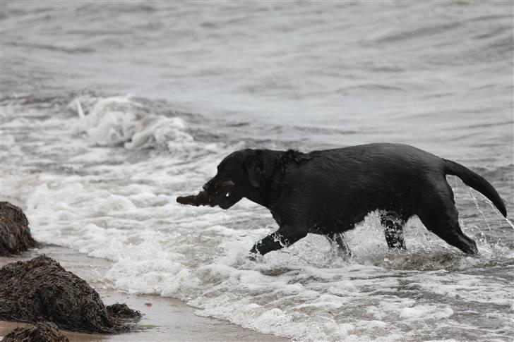 Blanding af racer Kiki billede 4