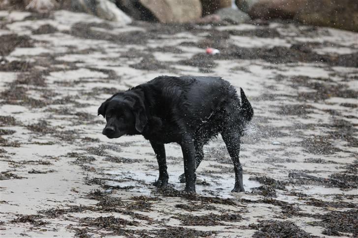 Blanding af racer Kiki billede 5