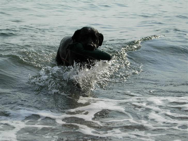 Blanding af racer Kiki billede 6