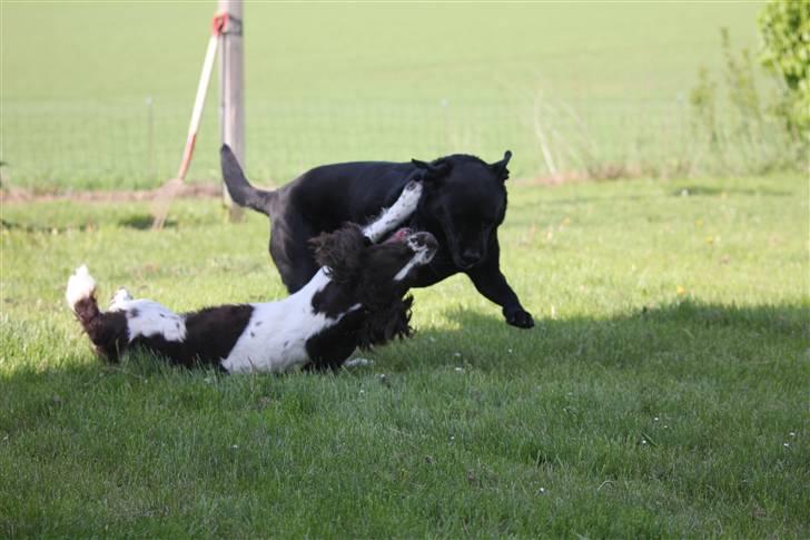 Blanding af racer Kiki billede 7