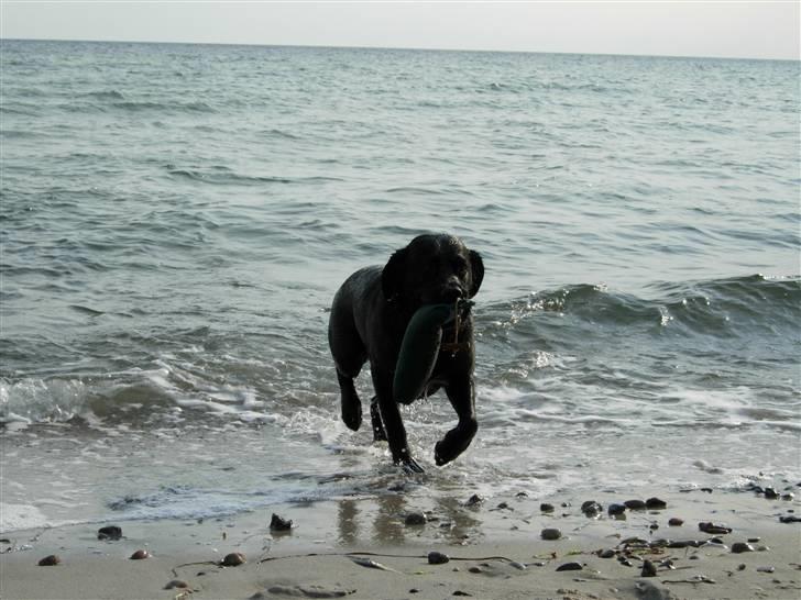 Blanding af racer Kiki billede 8