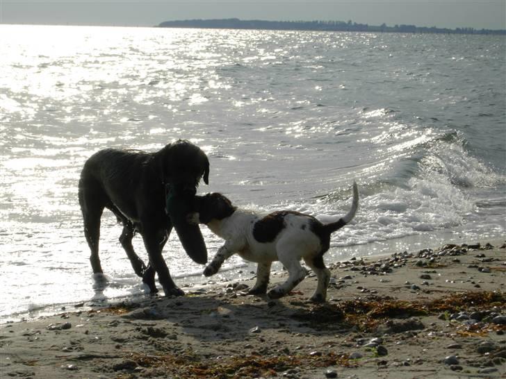 Blanding af racer Kiki billede 9