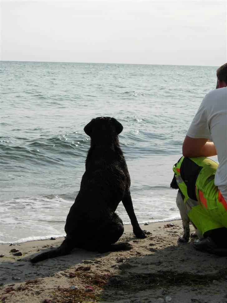 Blanding af racer Kiki billede 10