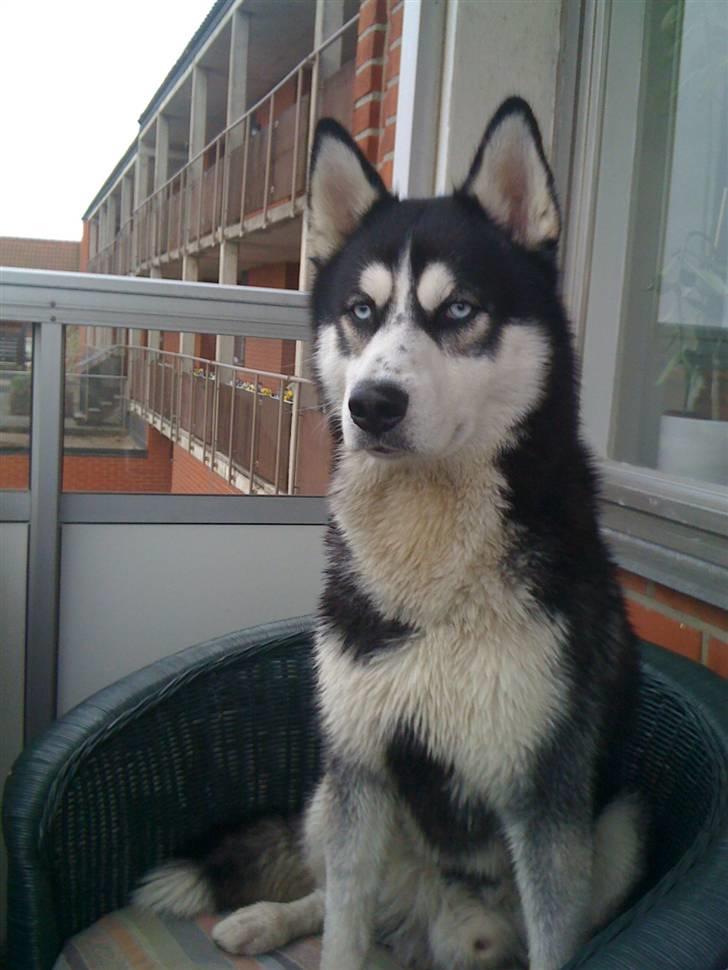 Siberian husky Enzo - en våd enzo der får lidt frisk luft efter hans bad :) billede 12