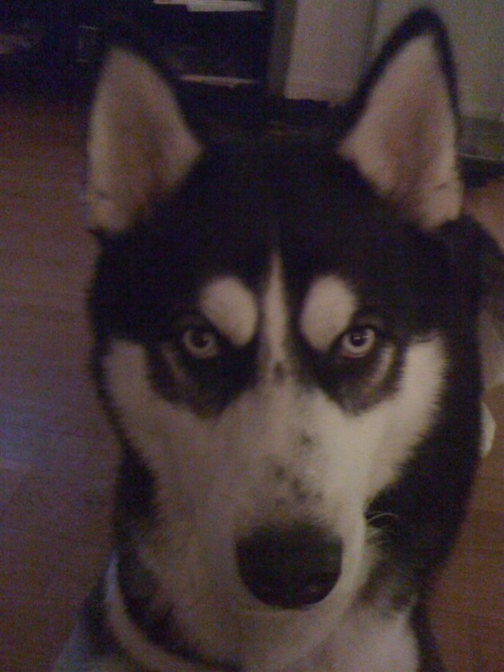 Siberian husky Enzo billede 13