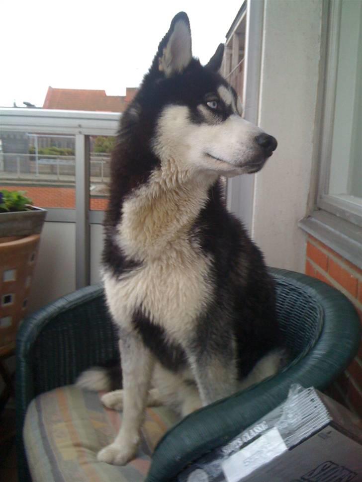 Siberian husky Enzo billede 14