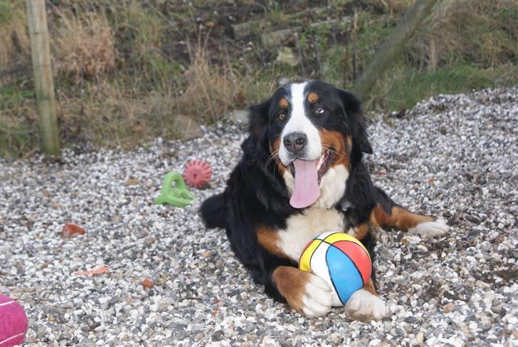 Berner sennenhund Bertha billede 14