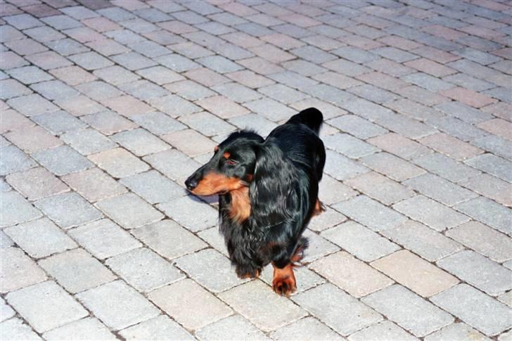 Gravhund Karl  - <3 billede 23