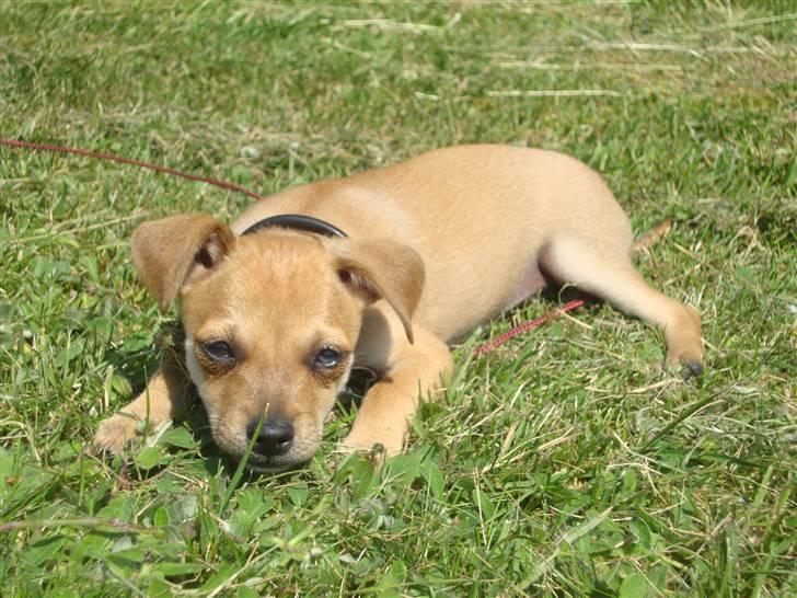 Dvaergpinscher Bambam billede 18