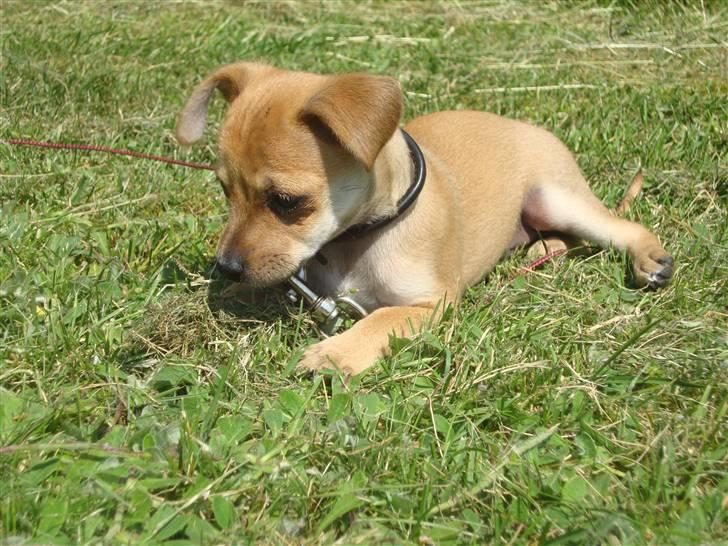 Dvaergpinscher Bambam billede 17