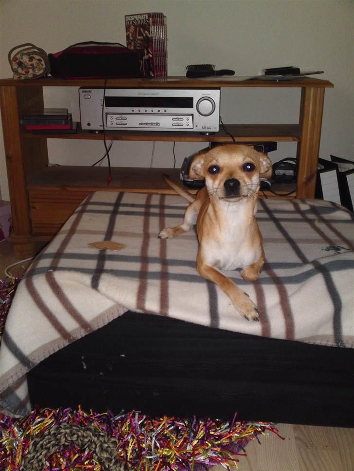 Dvaergpinscher Bambam - 1 år gammel billede 7