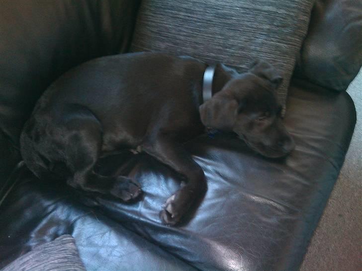 Blanding af racer Zeus billede 4