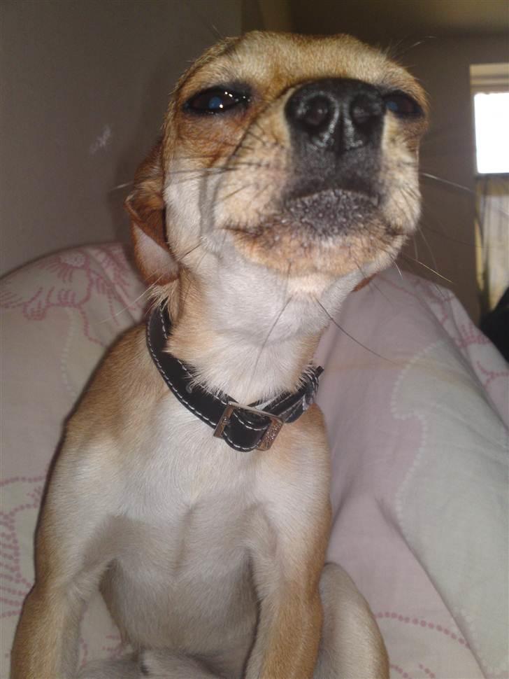 Dvaergpinscher Bambam billede 8