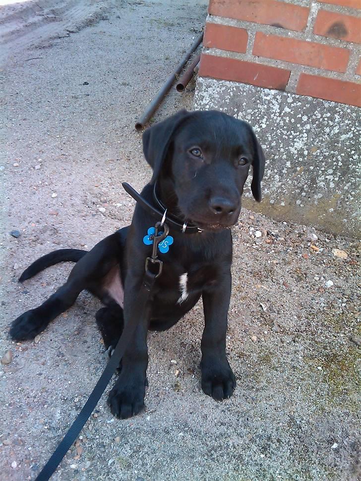 Blanding af racer Zeus billede 3