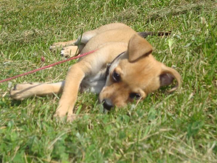 Dvaergpinscher Bambam billede 16