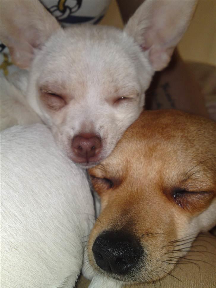 Dvaergpinscher Bambam billede 9