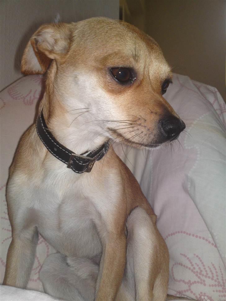 Dvaergpinscher Bambam billede 10