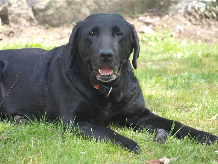 Labrador retriever Kuskgårdens Banja - Søde Banja juni 2010 billede 1