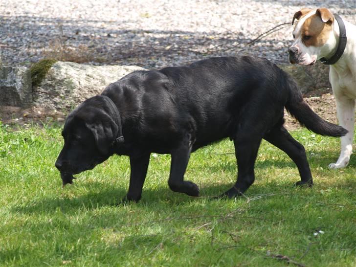 Labrador retriever Kuskgårdens Banja - Muldvarpen i munden - flygter væk fra Fighter. Juni 2010 billede 2