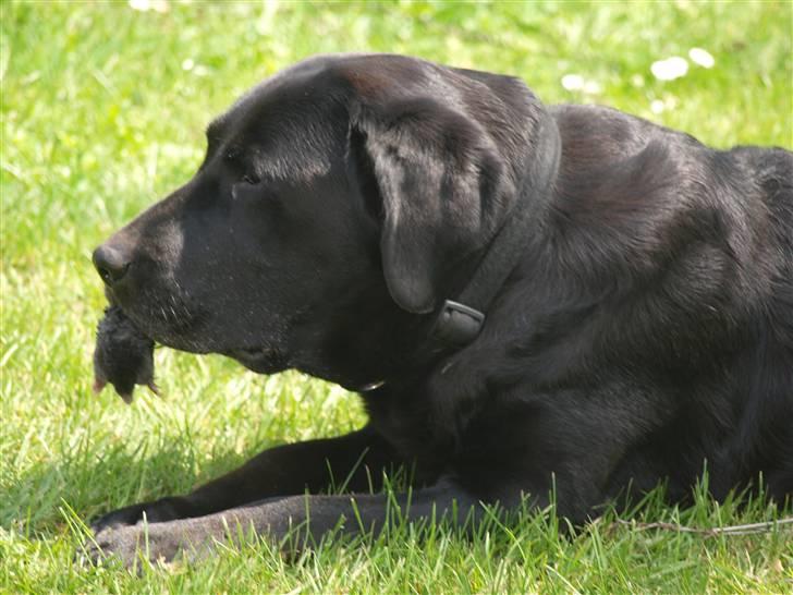 Labrador retriever Kuskgårdens Banja - Sprællende muldvarp i munden - Banja fangede den. Juni 2010 billede 3