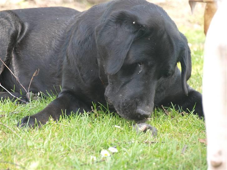 Labrador retriever Kuskgårdens Banja - Holder skarpt øje med den sprællende muldvarp!! Juni 2010 billede 4