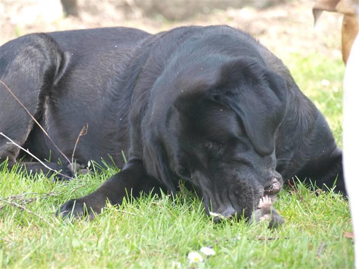 Labrador retriever Kuskgårdens Banja - Gnasker i mulvarpen, som blev ved med at sprælle. Juni 2010 billede 5