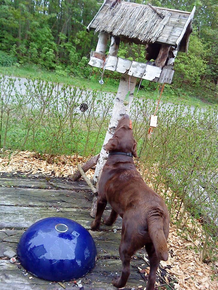 Labrador retriever Østrupgaards Siska - jeg har set dit lille fugl!! kom frit frem!! jeg gør dig (næsten ikke noget!) billede 19