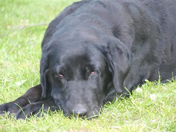 Labrador retriever Kuskgårdens Banja - MEGET trætte Banja.. Juni 2010 billede 6