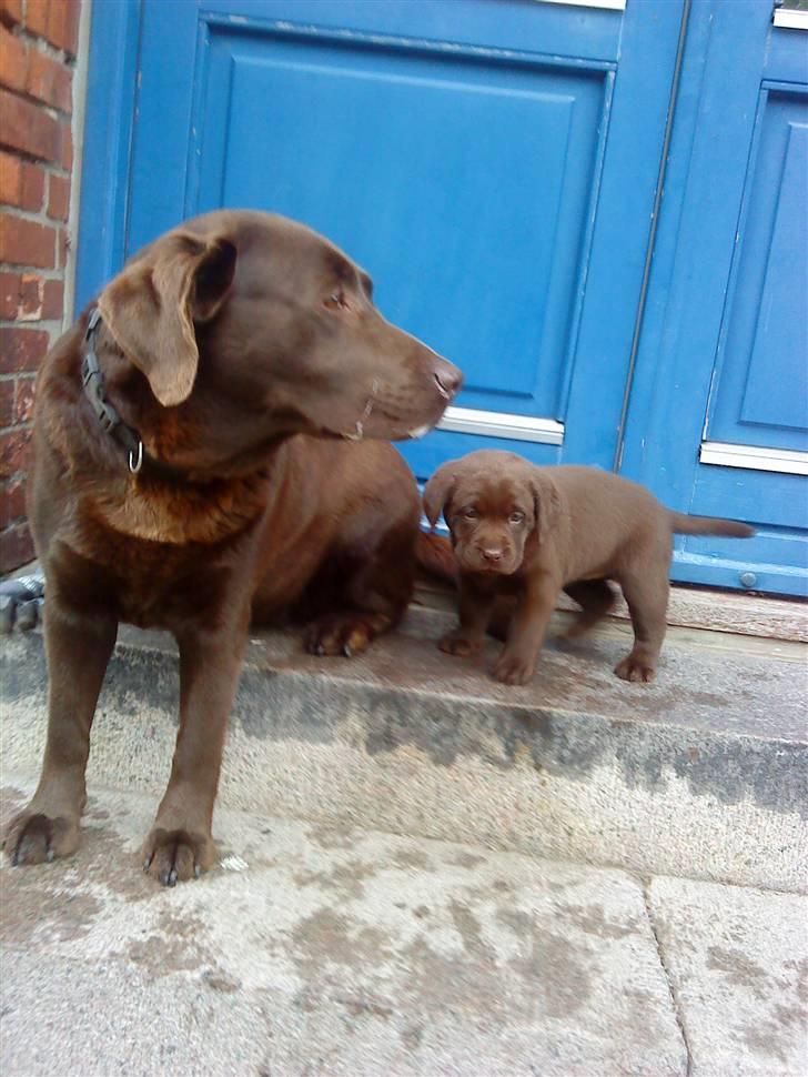 Labrador retriever Østrupgaards Siska - hey!! en mini mig! cool!! jeg er jo super sød som lille!! billede 20