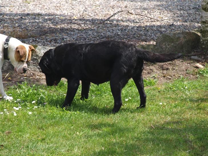 Labrador retriever Kuskgårdens Banja - På jagt efter en muldvarp!! Begge hundene var helt oppe at køre :D Juni 2010 billede 7