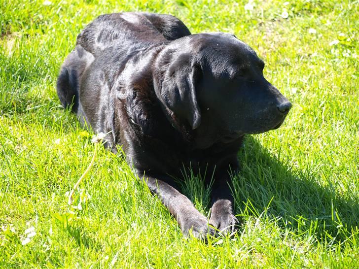 Labrador retriever Kuskgårdens Banja - Maj 2010 billede 8