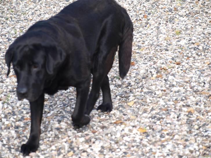 Labrador retriever Kuskgårdens Banja - Banja går målrettet efter en ting!! Maj 2010 billede 9