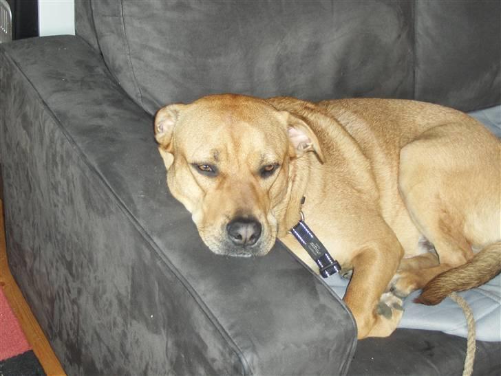 Blanding af racer aslan - se hvor træt jeg er billede 10