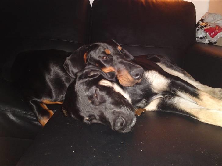 Dobermann Star Anakin's Space Traveller Laika - Laika og Freja der sover.. billede 8