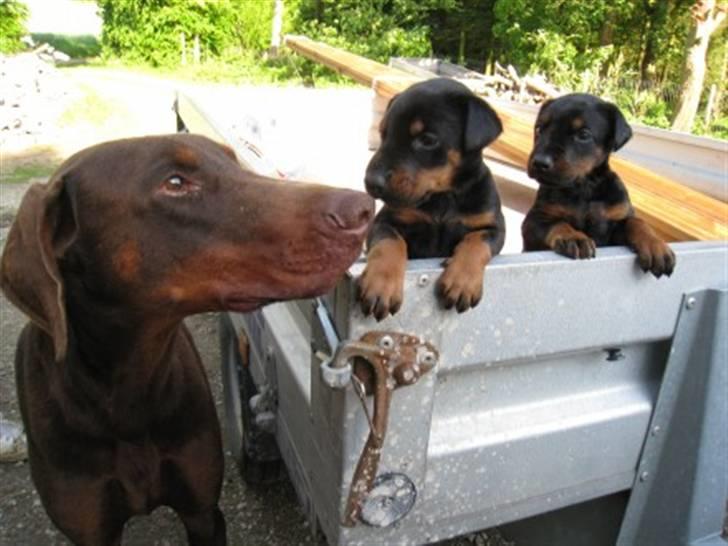 Dobermann Star Anakin's Space Traveller Laika - Nemo, Lea og Laika billede 20