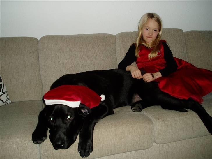 Blanding af racer Ecko broweiler R.I.P - Ecko 7mdr og min datter Emilie. billede 1