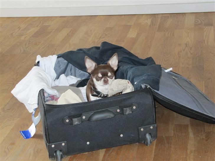 Chihuahua Choko Al Pacino - Choko hjælper med at pakke ud ! :) 24-06-10 billede 19