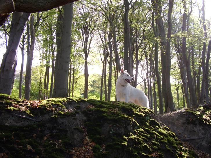 Hvid schæfer Niki billede 47